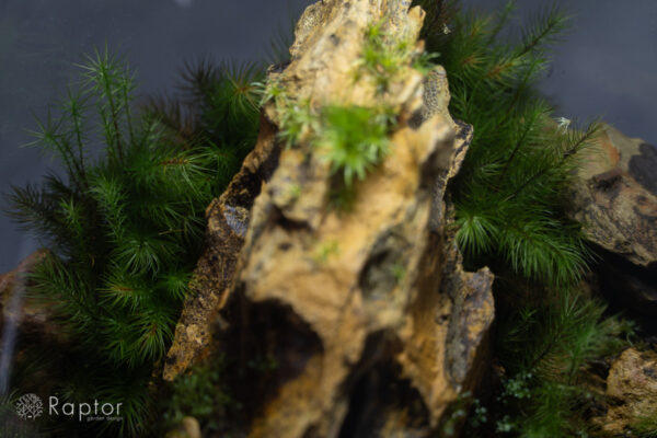 苔テラリウム 岩山 - 画像 (4)